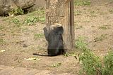 leipzig zoo-01_07_2011_zoo_allgemein_384